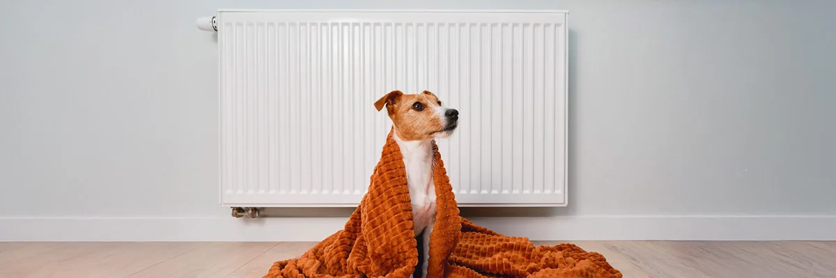 Koira istuu patterin edessä oranssi viltti ympärilleen kiedottuna. Kuva kuvastaa koiraa viluissaan, koska ilmalämpöpumppu ei lämmitä.