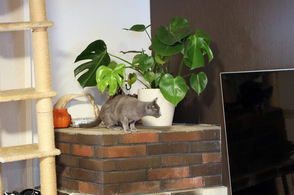 Perheen lemmikkikissa takan päällä.